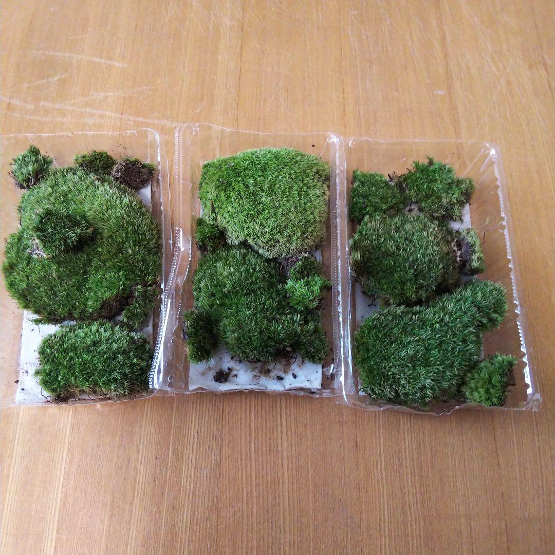 アクアテラリウム製作キット　イモリウム