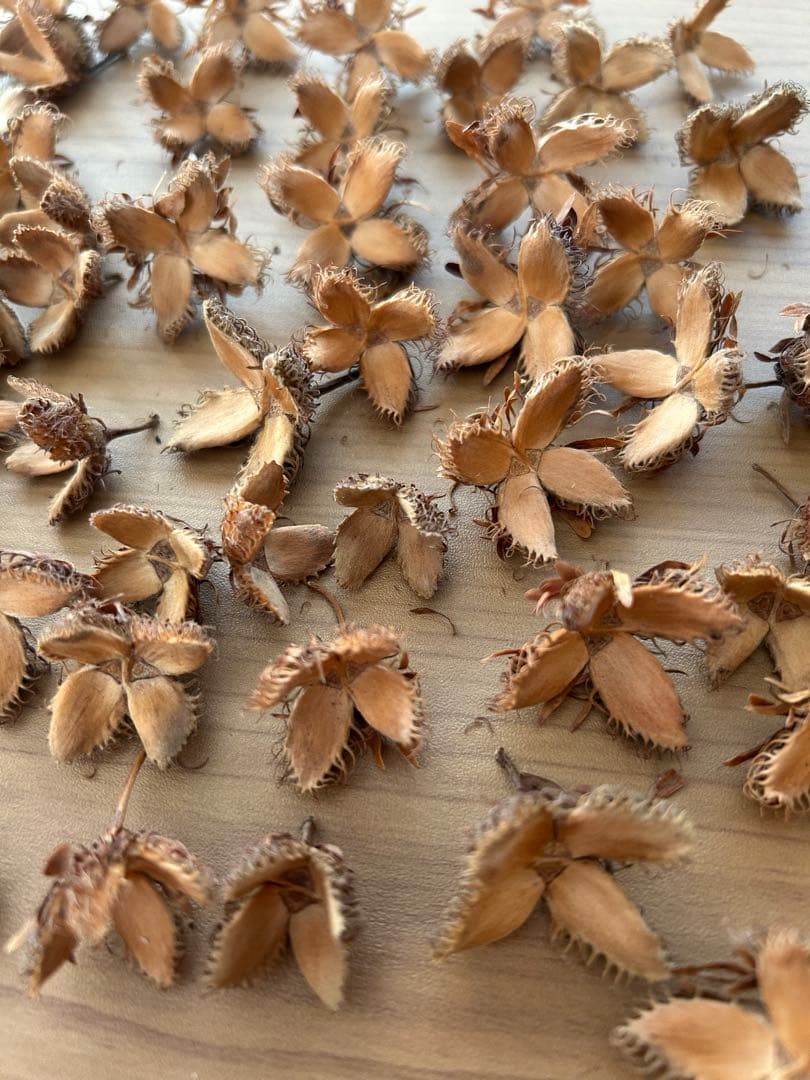 kinacoさま専用　ブナどんぐり殻斗　700個