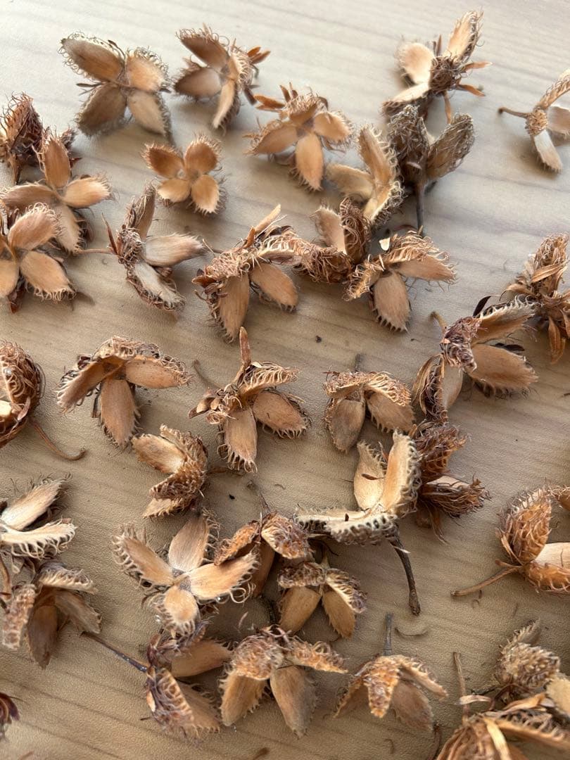 kinacoさま専用　ブナどんぐり殻斗　700個