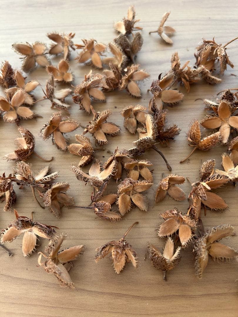 kinacoさま専用　ブナどんぐり殻斗　700個