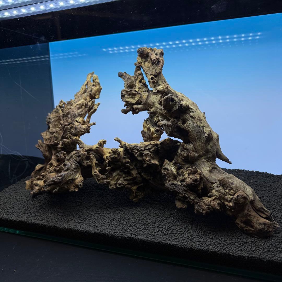 MSW-7084 天然流木 2本セット　枝流木　アクアリウム