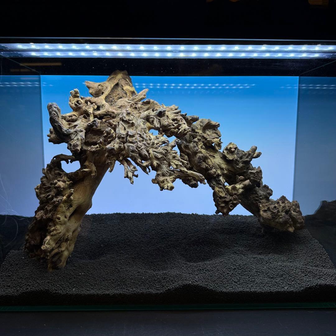 MSW-7084 天然流木 2本セット　枝流木　アクアリウム