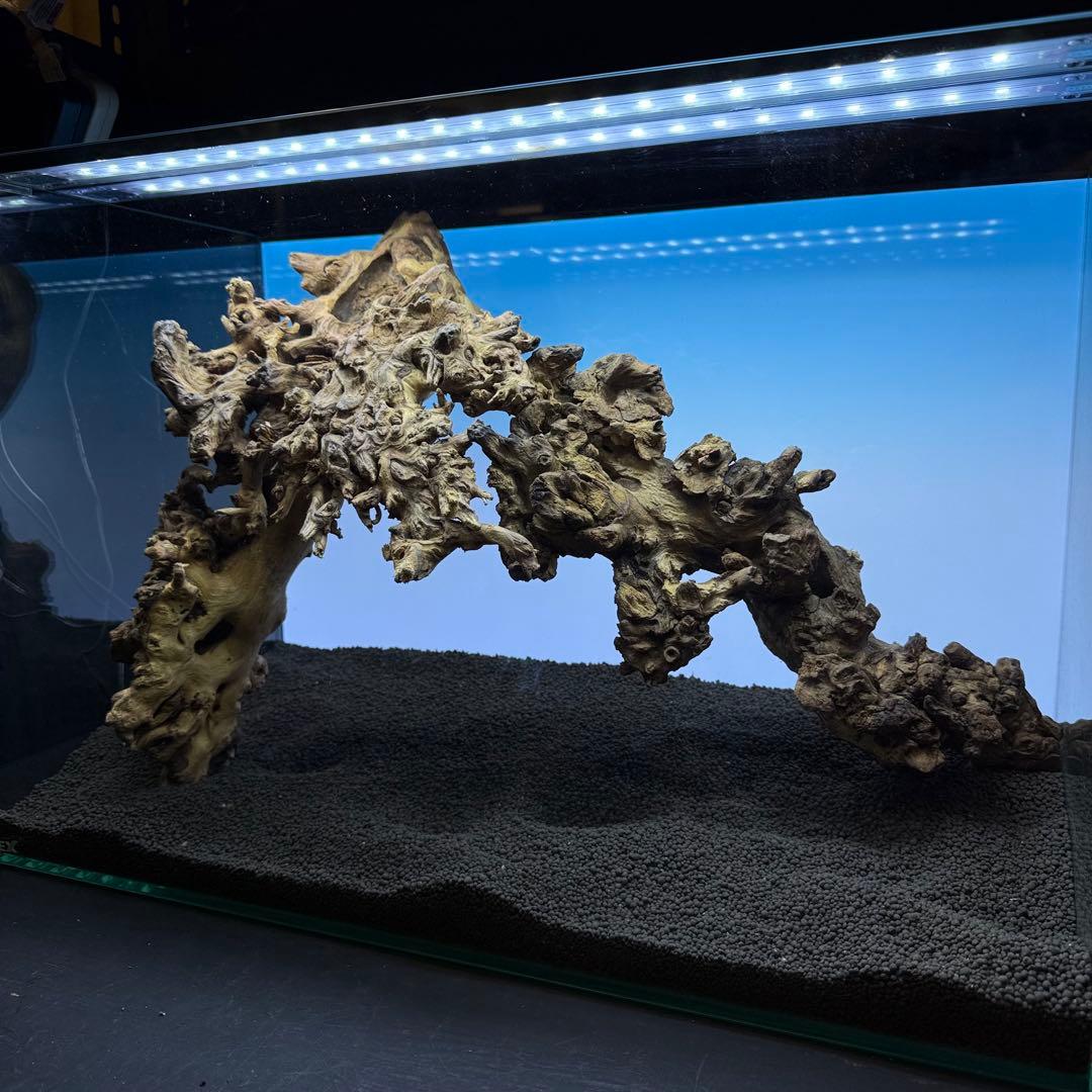 MSW-7084 天然流木 2本セット　枝流木　アクアリウム