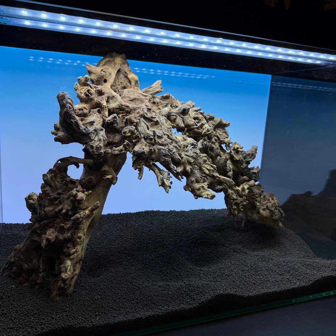MSW-7084 天然流木 2本セット　枝流木　アクアリウム