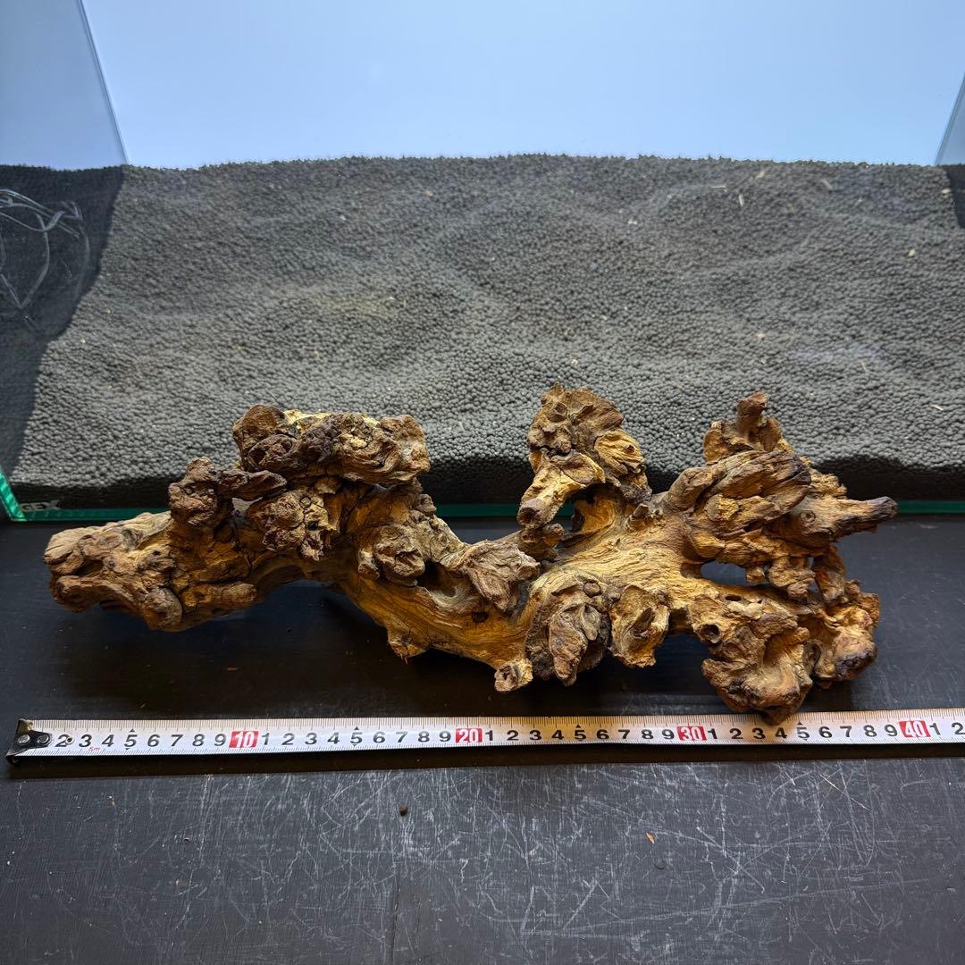 MSW-7084 天然流木 2本セット　枝流木　アクアリウム