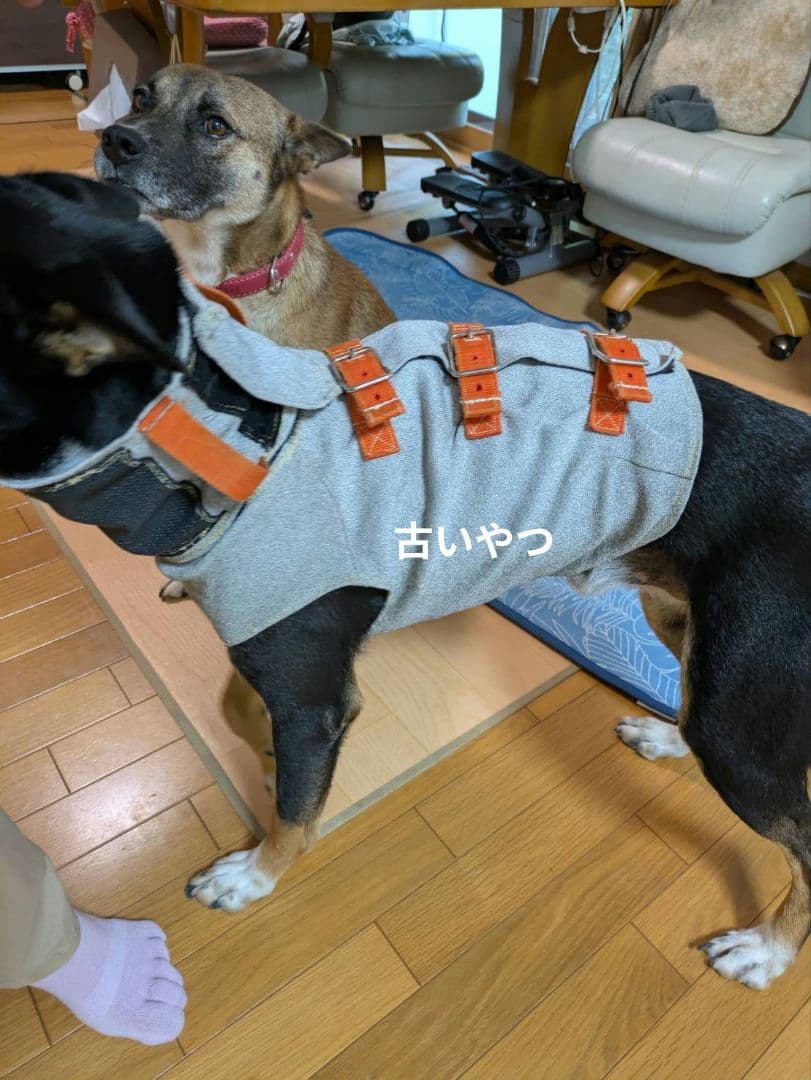 猟犬用耐切創ドッグベスト スペクトラベスト Spectra Vest 【強化版】