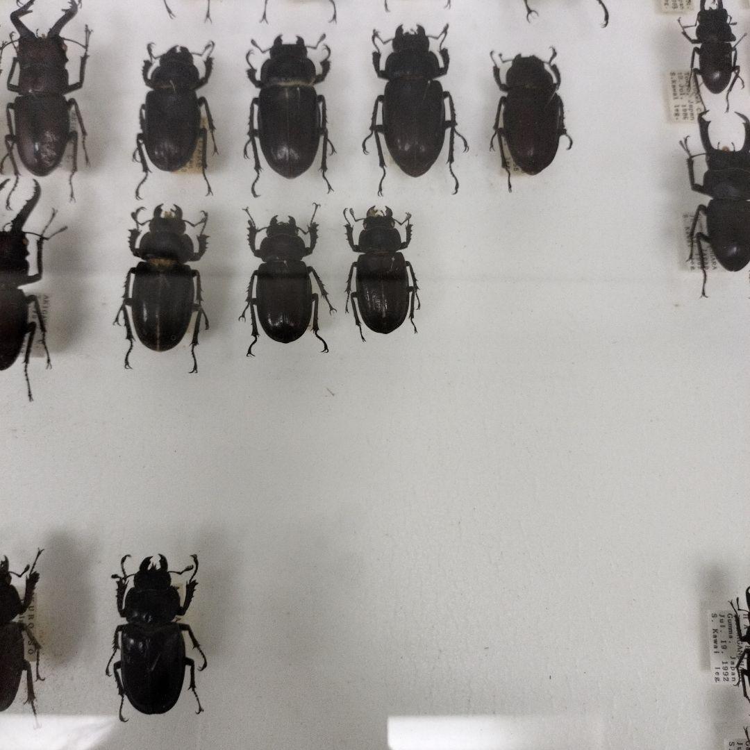 クワガタ標本箱　122匹　JAPAN
