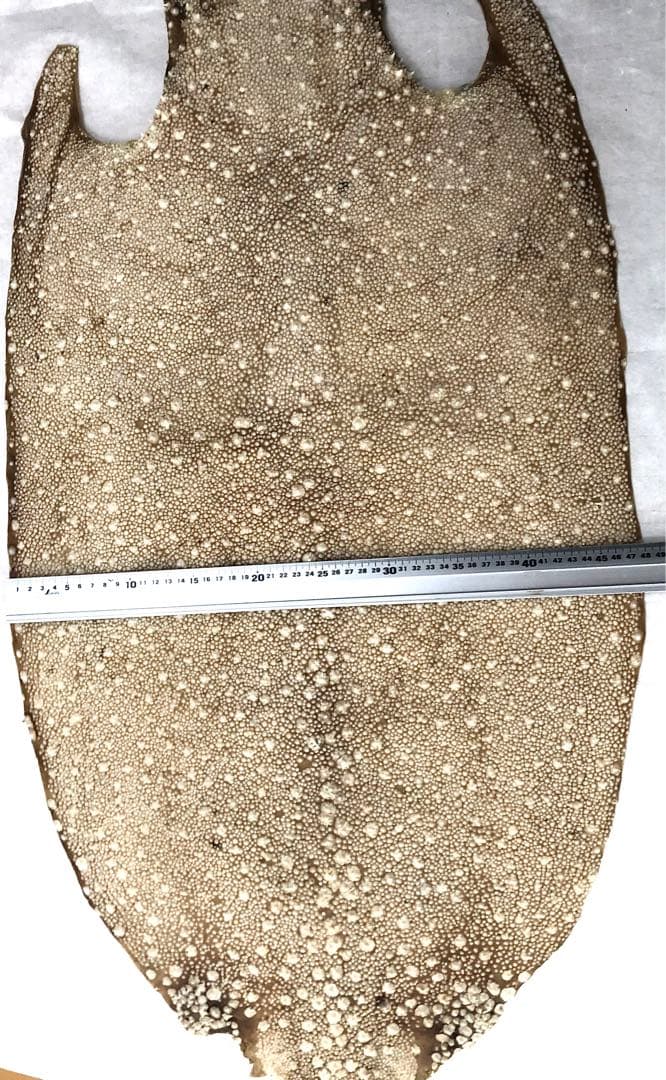 【希少】鮫皮　【梅花皮】