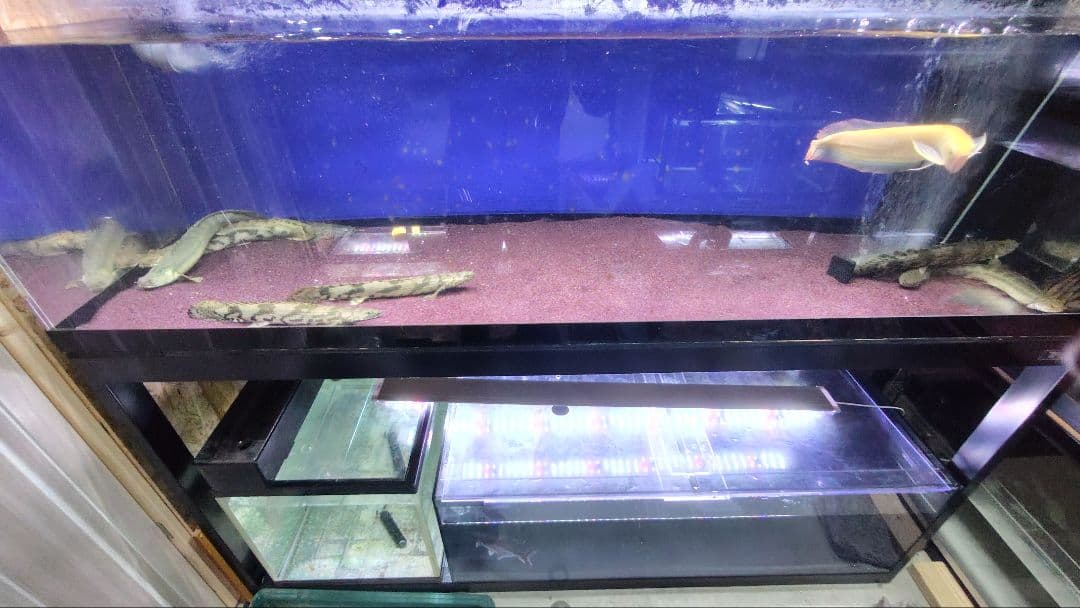 大型アクリル水槽　1800×600×600（h） 上部フィルター