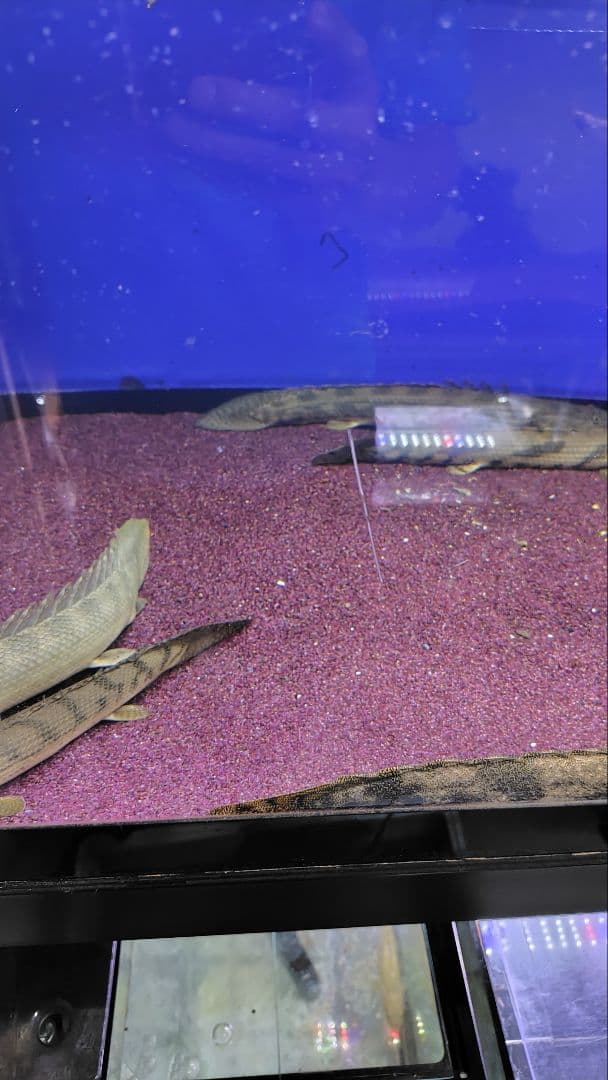 大型アクリル水槽　1800×600×600（h） 上部フィルター