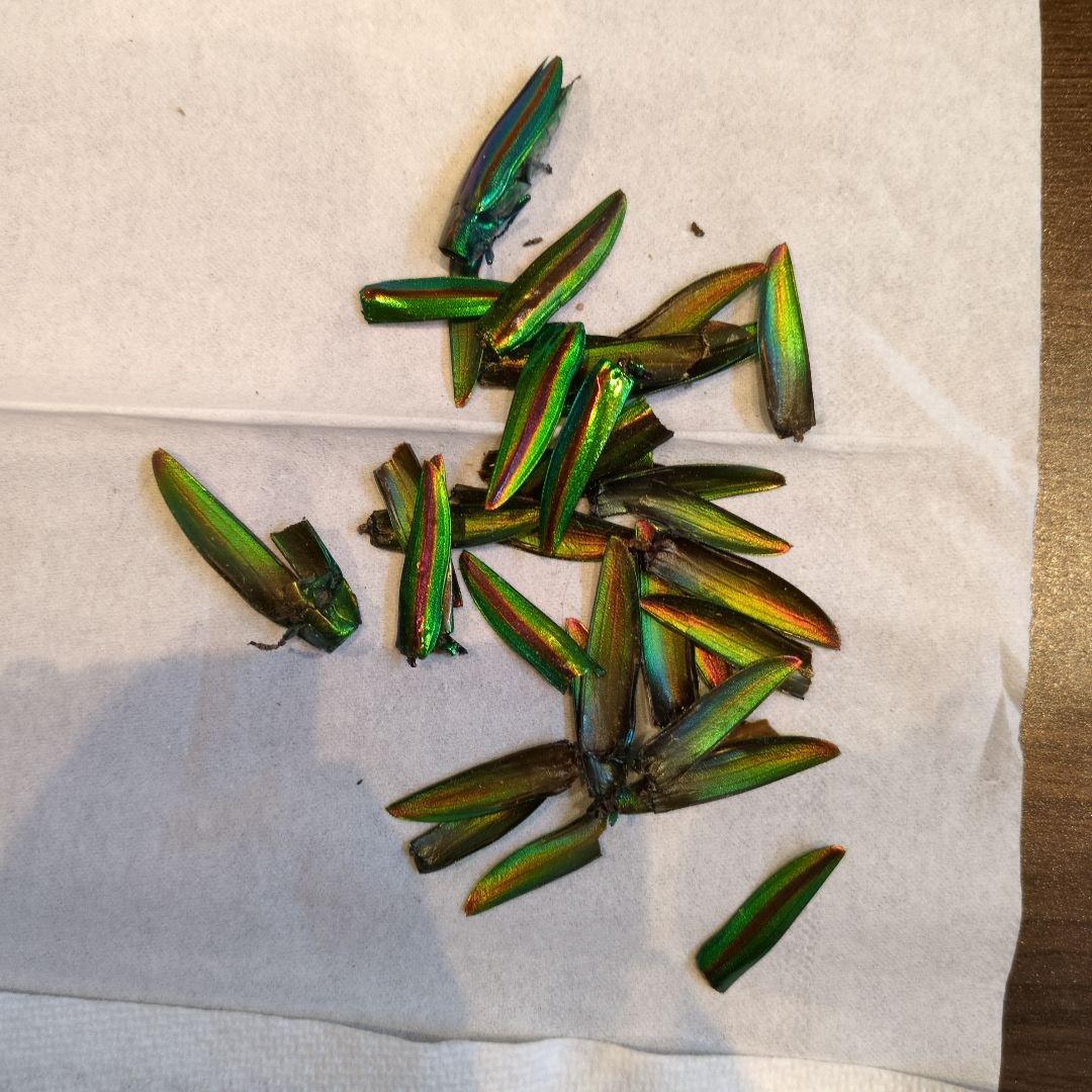 タマムシ 26匹 と羽のセット