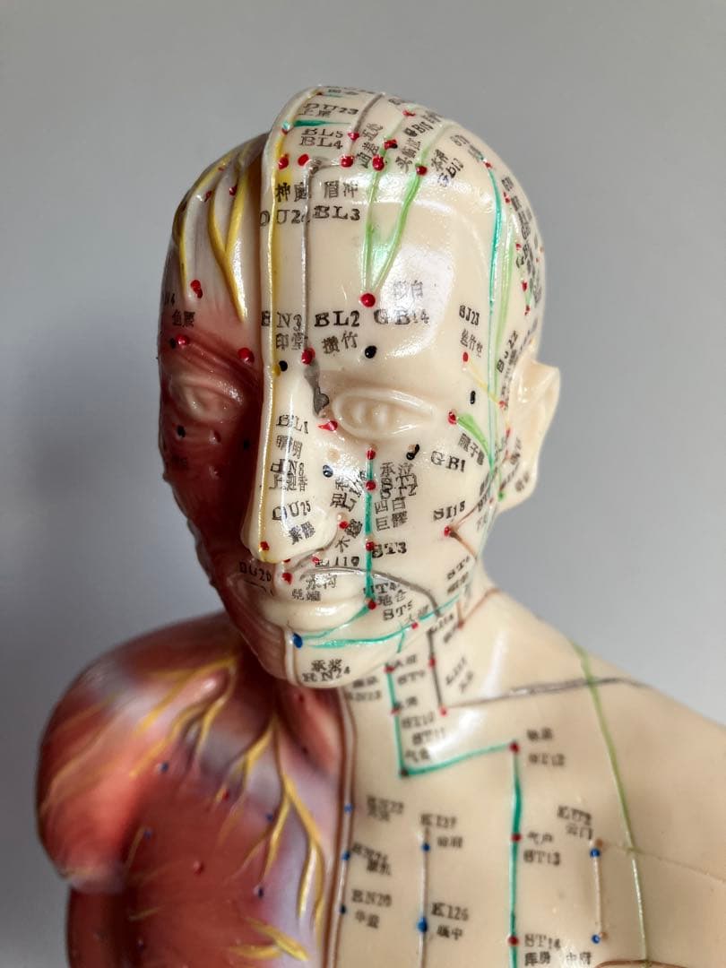 人体経絡経穴モデル　鍼灸整体ツボ　東洋中医学教材　男性人形模型　56㎝