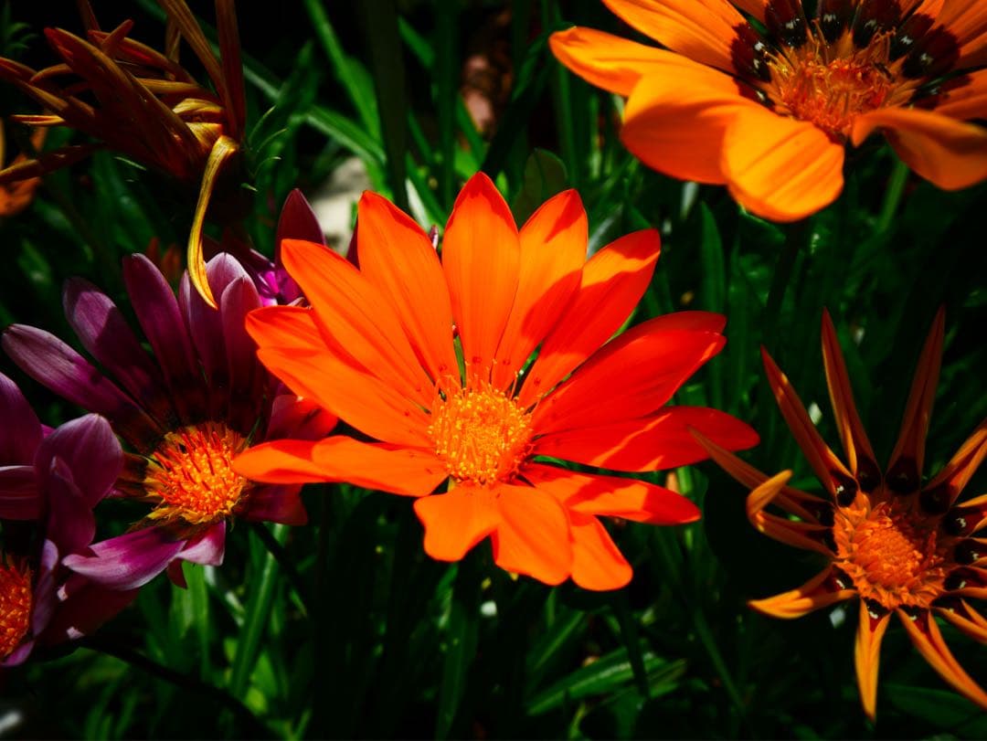 美品LEICA DG VARIO-ELMARIT 8-18mm/F2.8-4.0