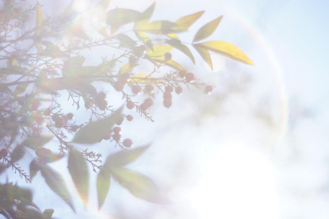 作例あり PENTAX Super Takumar 55mm f1.8 前期型