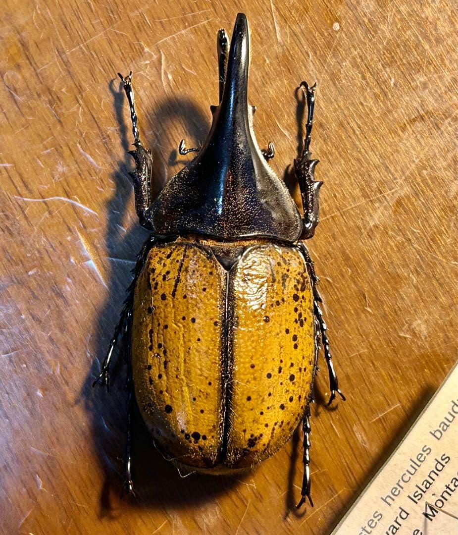 Dynastesさま専用標本