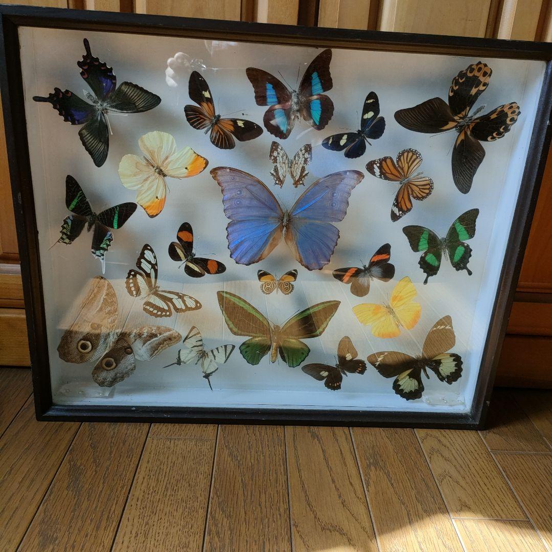 週末セール　蝶の標本 多種類 フレーム付き