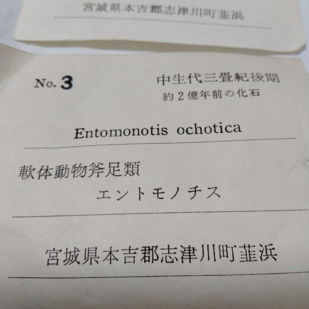 化石 モノチス モノティス 三畳紀 中生代 示準化石 志津川町 皿貝層群もの