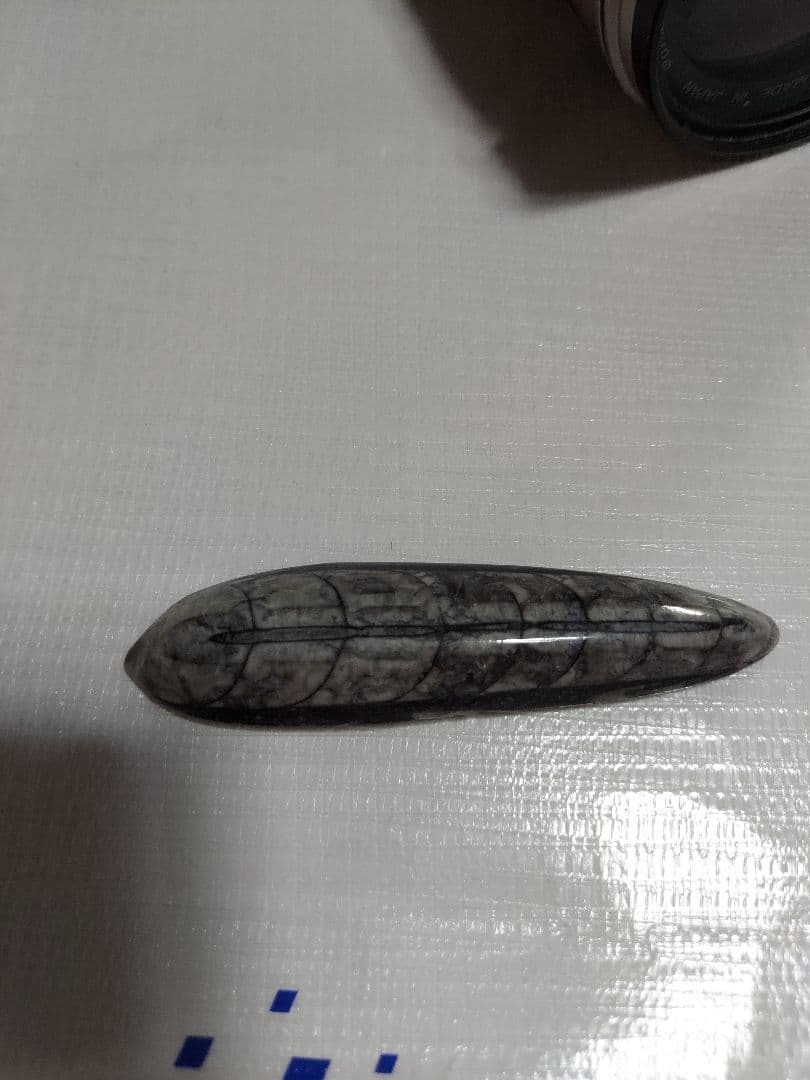 オルソセラスの化石