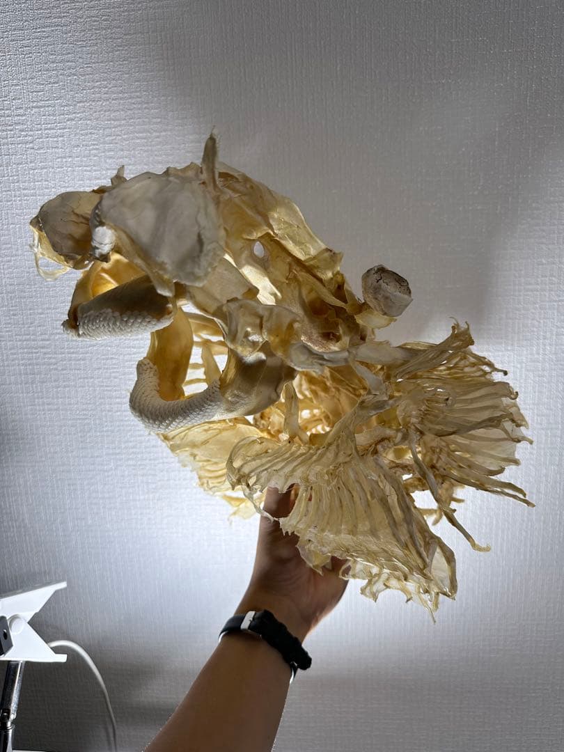 特大 ホシエイ 頭骨標本