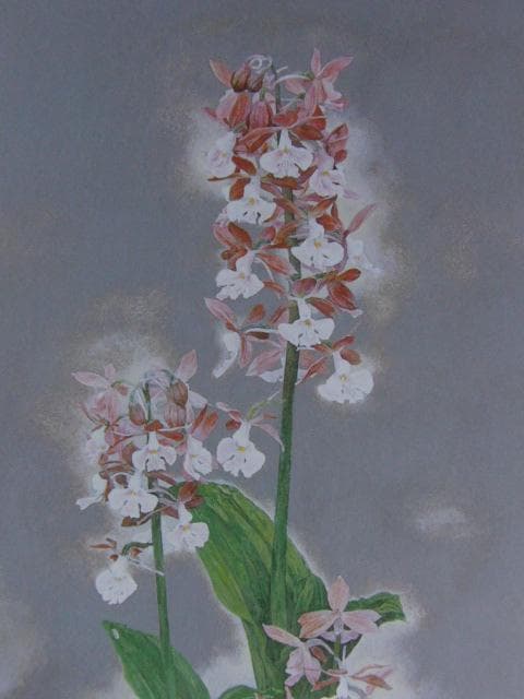 栗原悌二、エビネ蘭、希少な画集より、新品高級額、額装付、状態良好