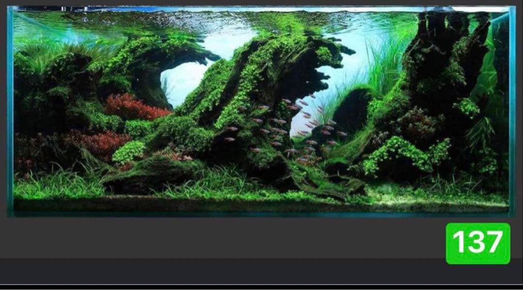 サンプル製品画像のセット。爬虫類ゲージ。水槽。流木。水生植物。流木 アクアリウム