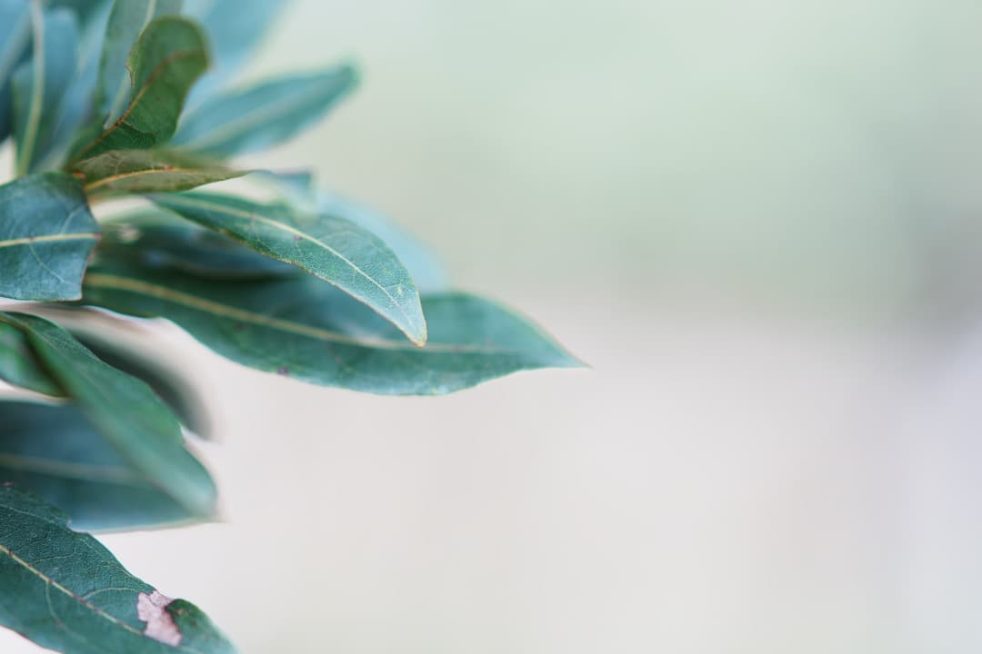 【希少】SONY 135mm F1.8 ZA 美しいボケ 絶品描写 ポートレート