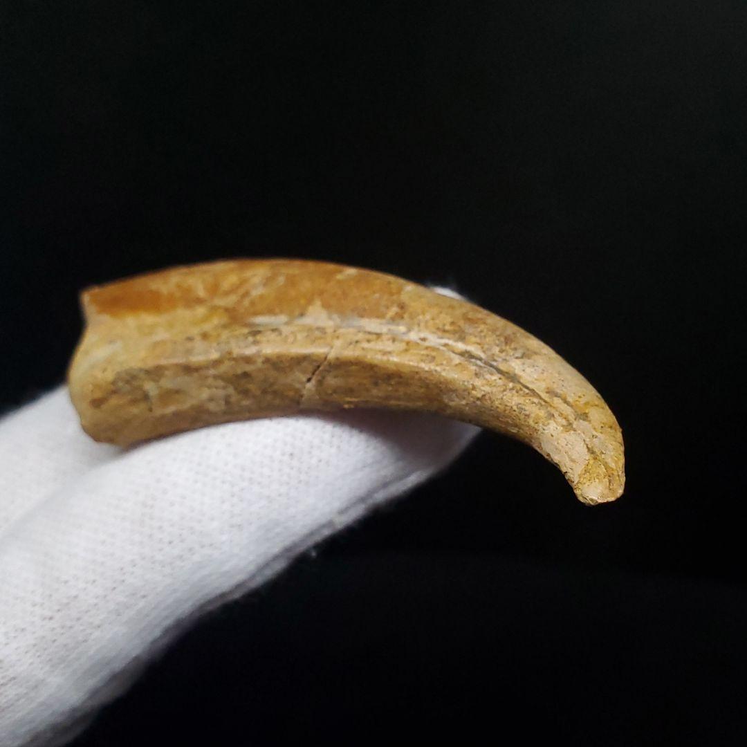 博物館級 アランカ 翼竜 爪 化石 本物 モロッコ産 61.84mm fr67