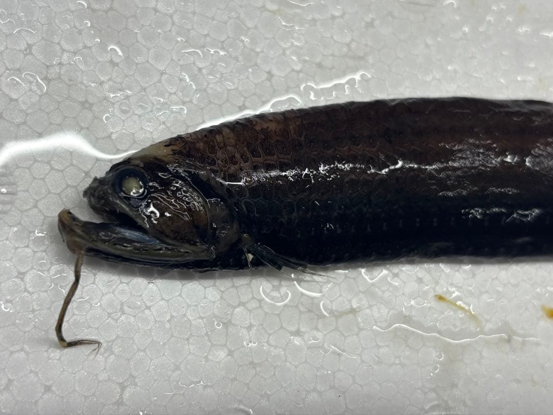 ワニトカゲギス液浸標本