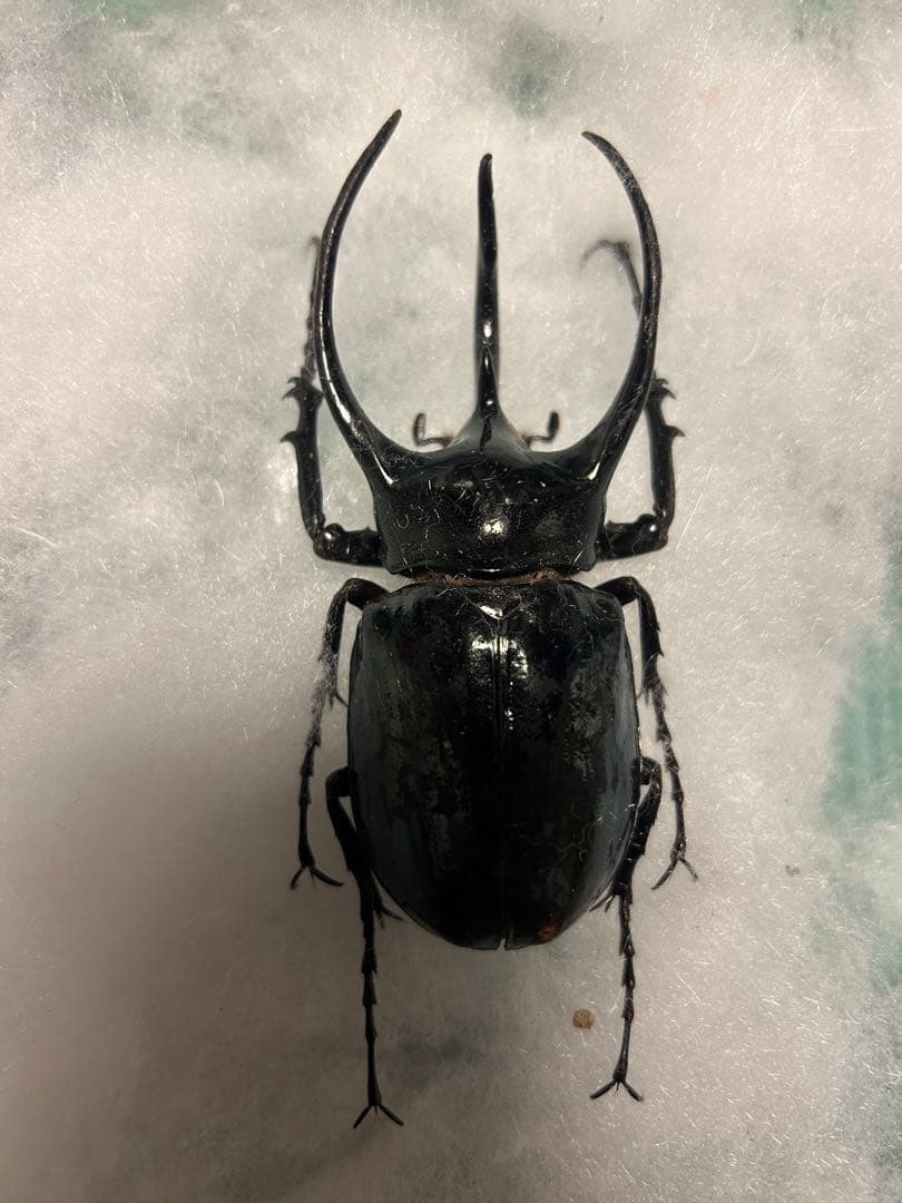 アトラスオオカブト　昆虫標本　雄雌セット