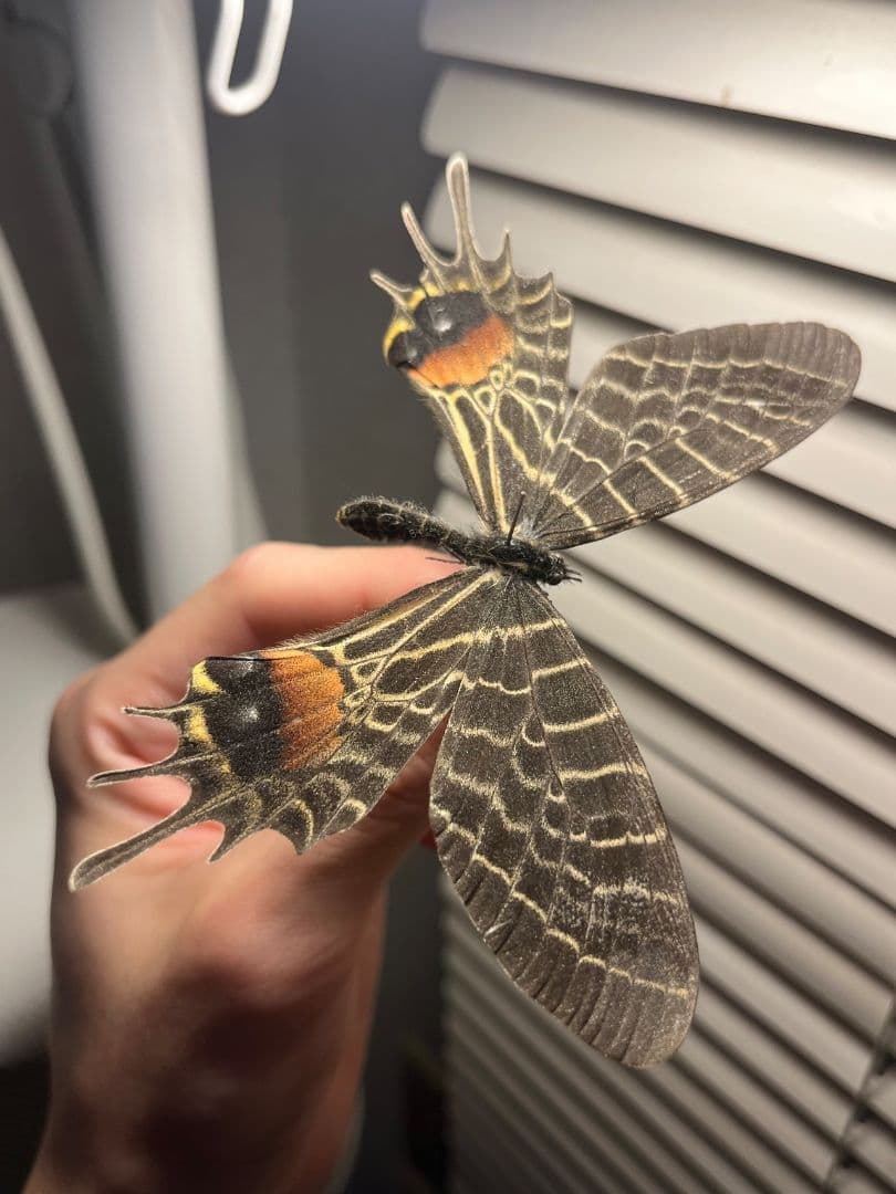 【巨大C品】シボリアゲハ モルフォ蝶 蛾ピカソモスモルフォチョウ昆虫標本