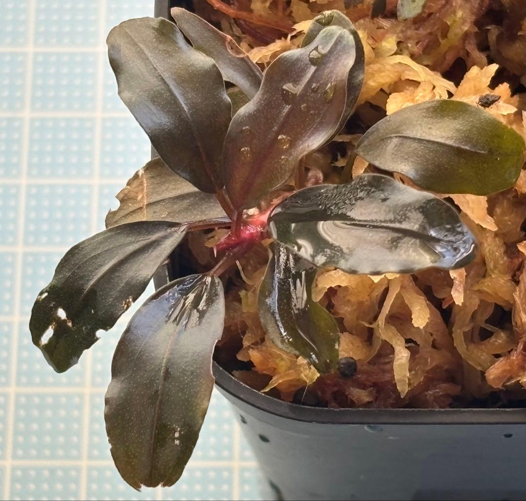 Bucephalandra sp. ゴースト2016