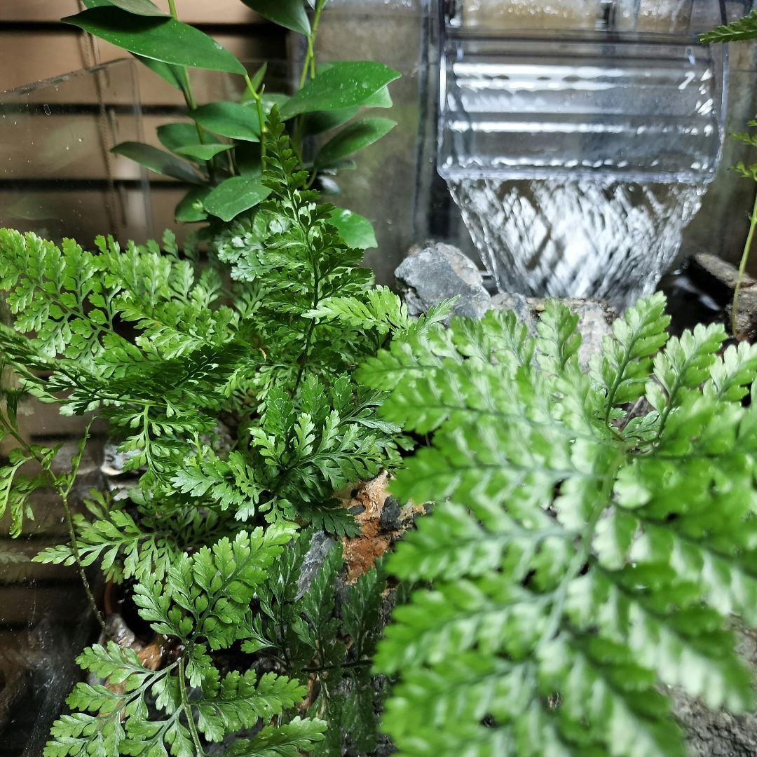 【アクアテラリウム完成品】滝のあるテラリウム パルダリウム アクアリウム