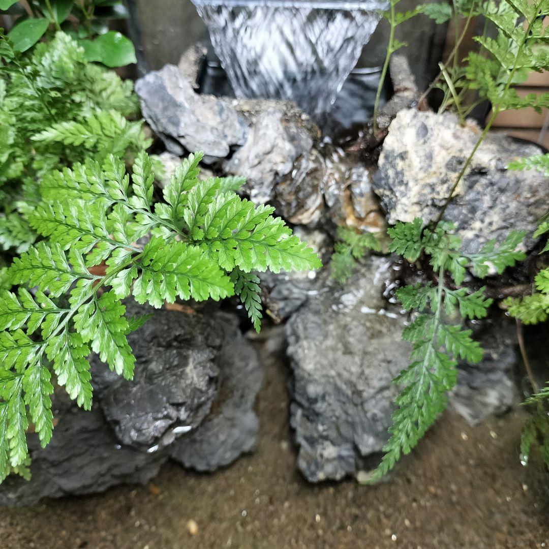 【アクアテラリウム完成品】滝のあるテラリウム パルダリウム アクアリウム