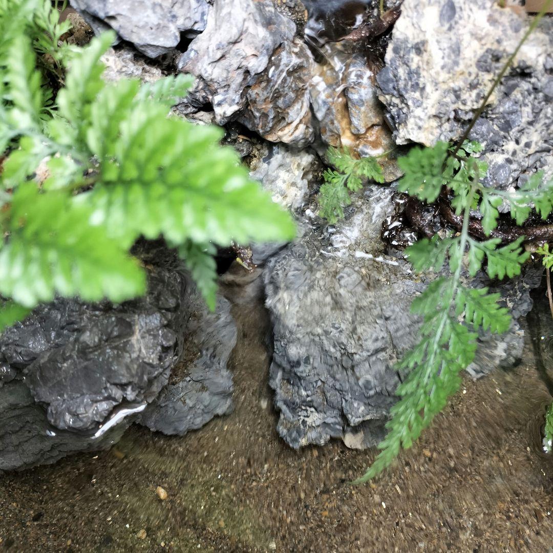 【アクアテラリウム完成品】滝のあるテラリウム パルダリウム アクアリウム