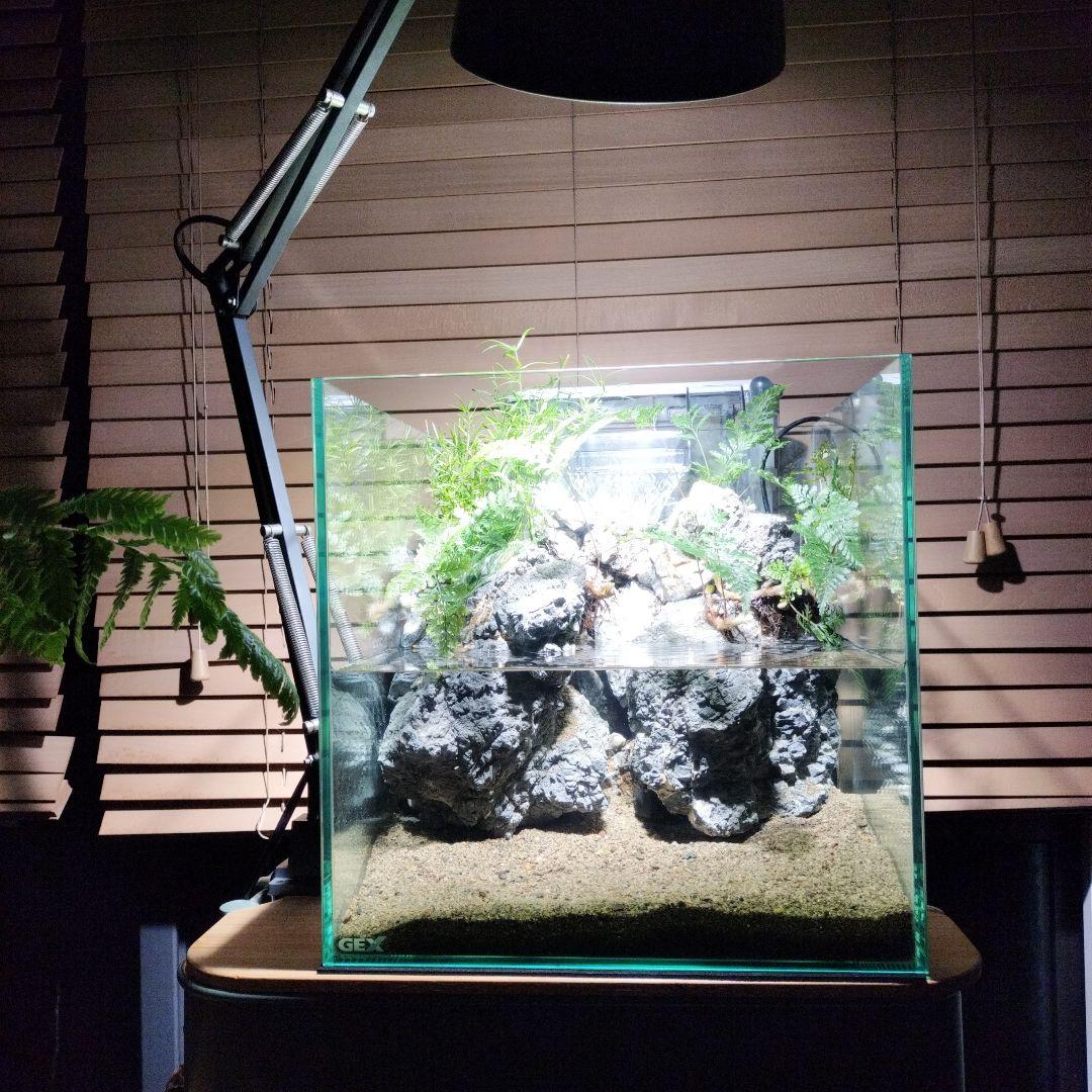 【アクアテラリウム完成品】滝のあるテラリウム パルダリウム アクアリウム