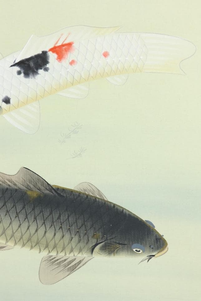 【真作】掛軸 八木正風『錦鯉 遊鯉』日本画 絹本 肉筆 共箱付 掛け軸 e574