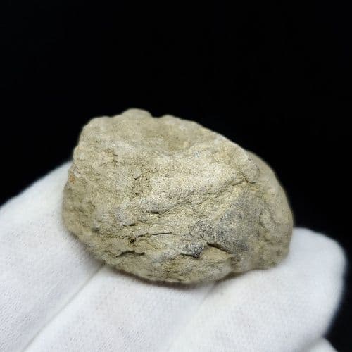 希少 ティラノサウルス 化石 骨 本物 アメリカ産 38.86mm tb93