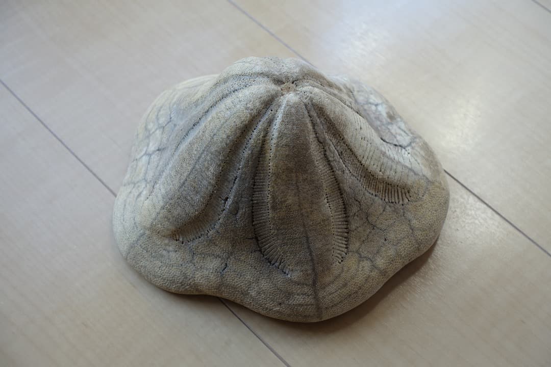 ウニの化石　Clypeaster portentosus　その２