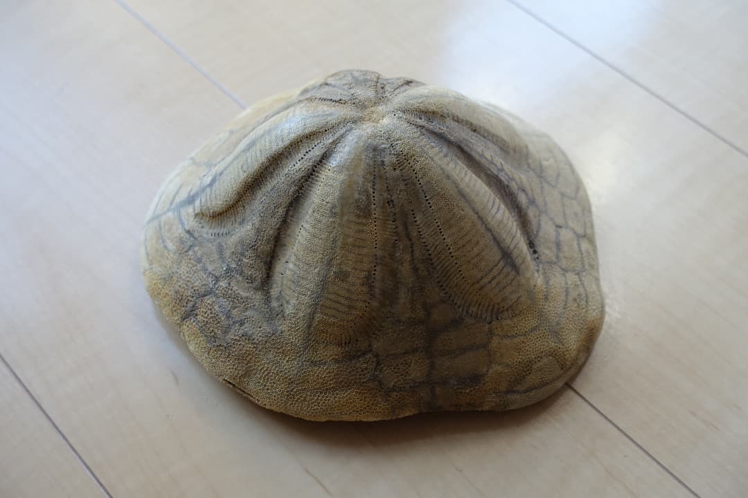 ウニの化石　Clypeaster portentosus　その２