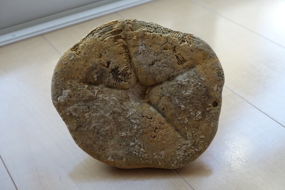 ウニの化石　Clypeaster portentosus　その２