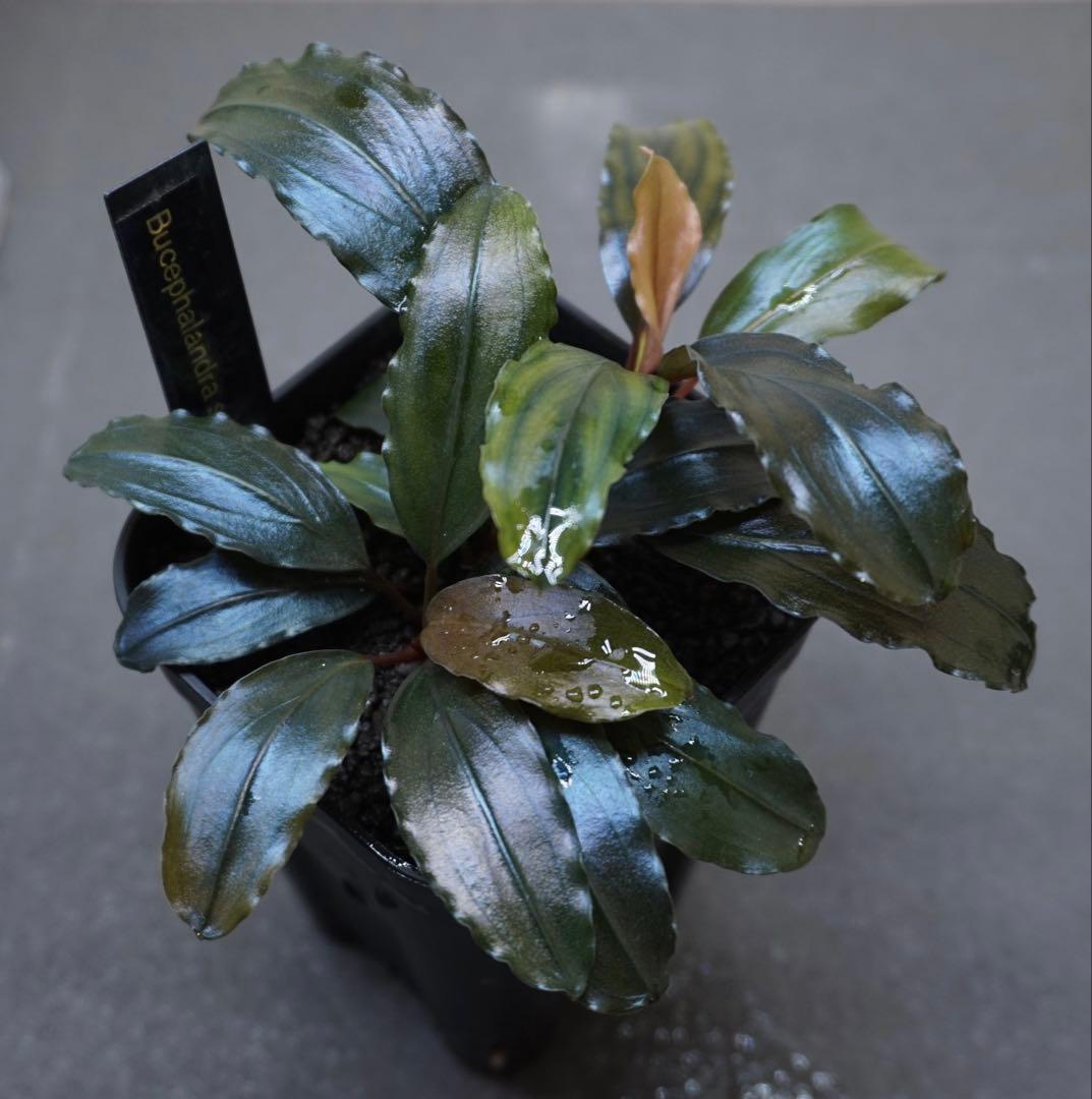 水草 Bucephalandra sp. Ghost2016