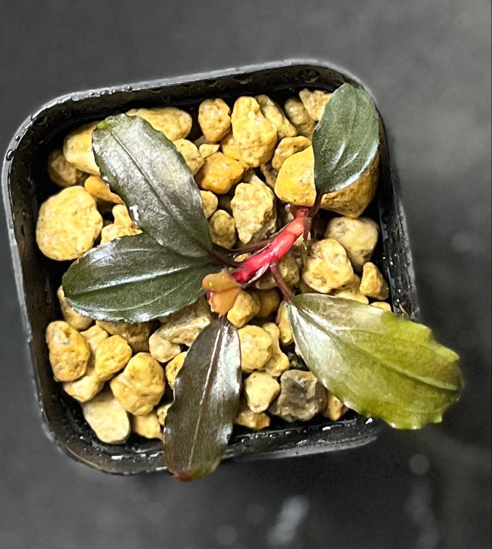 水草 Bucephalandra sp. Ghost2016