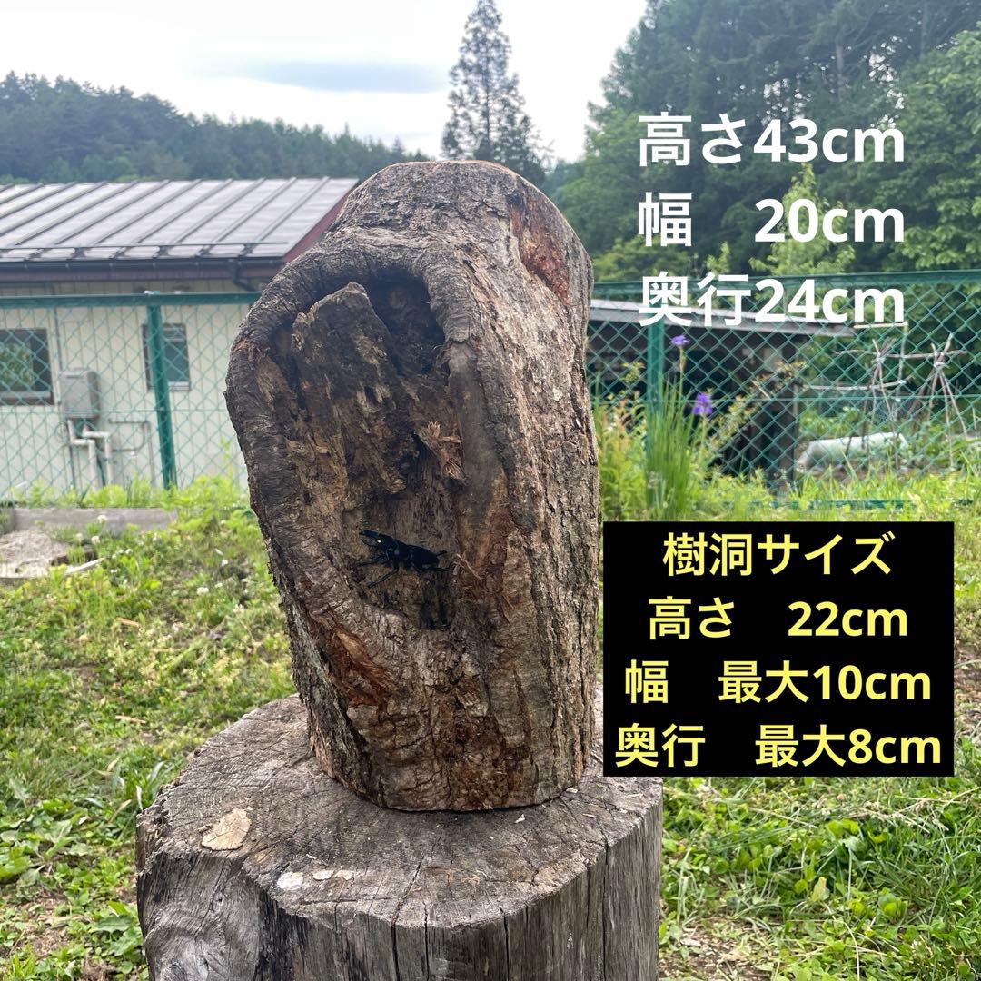 特大クワリウム　樹洞　登り木　エサ台　シェルター