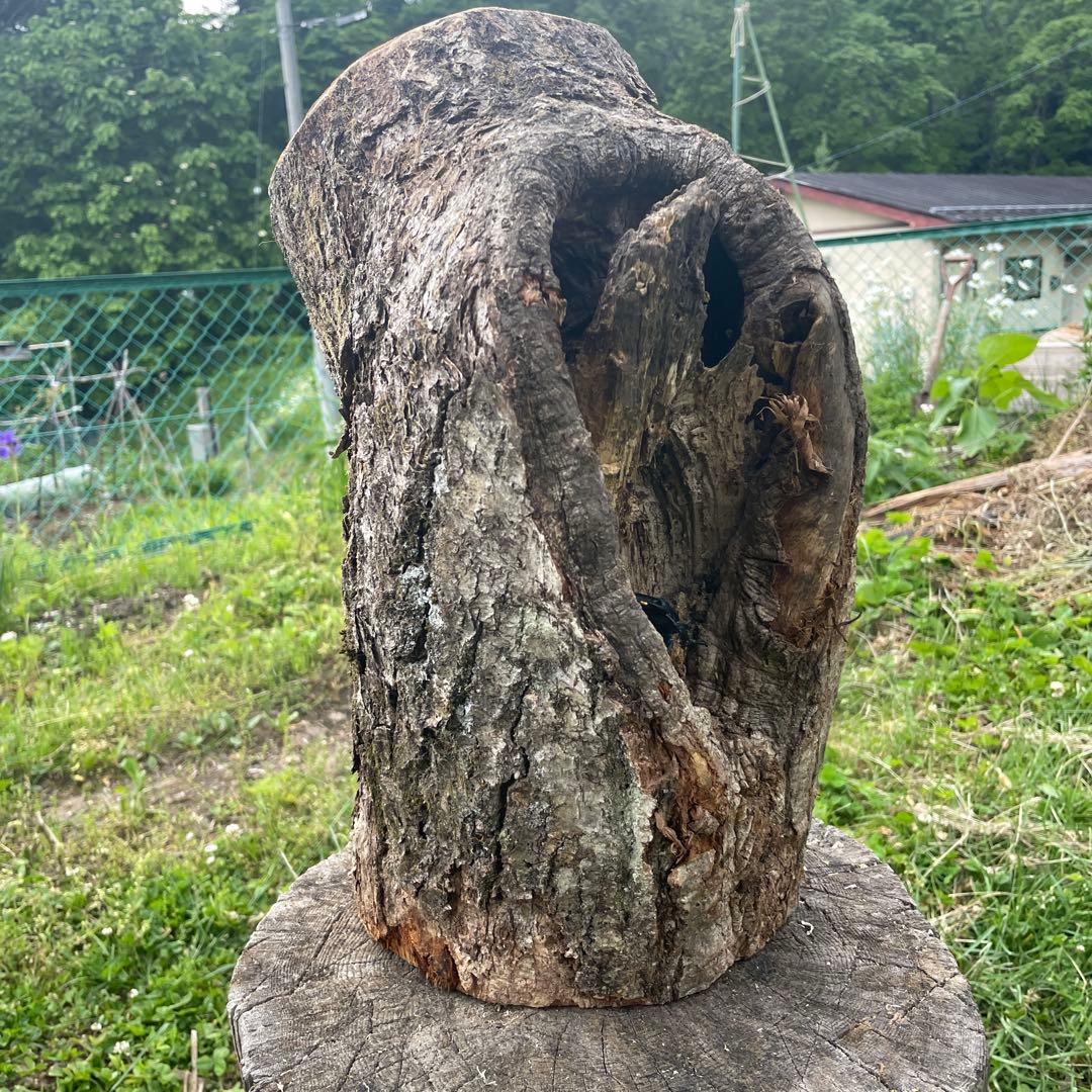 特大クワリウム　樹洞　登り木　エサ台　シェルター