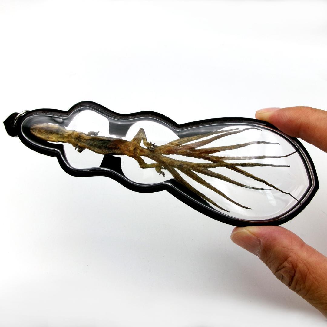 タイ お守り 9尾のトカゲ ヤモリ ギャンブル ビジネス運 現地購入