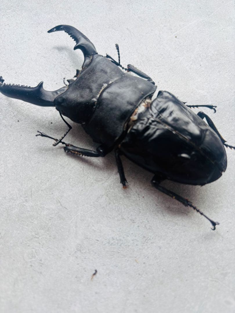 パラワンオオヒラタ　オス109ミリ メス48ミリ　標本