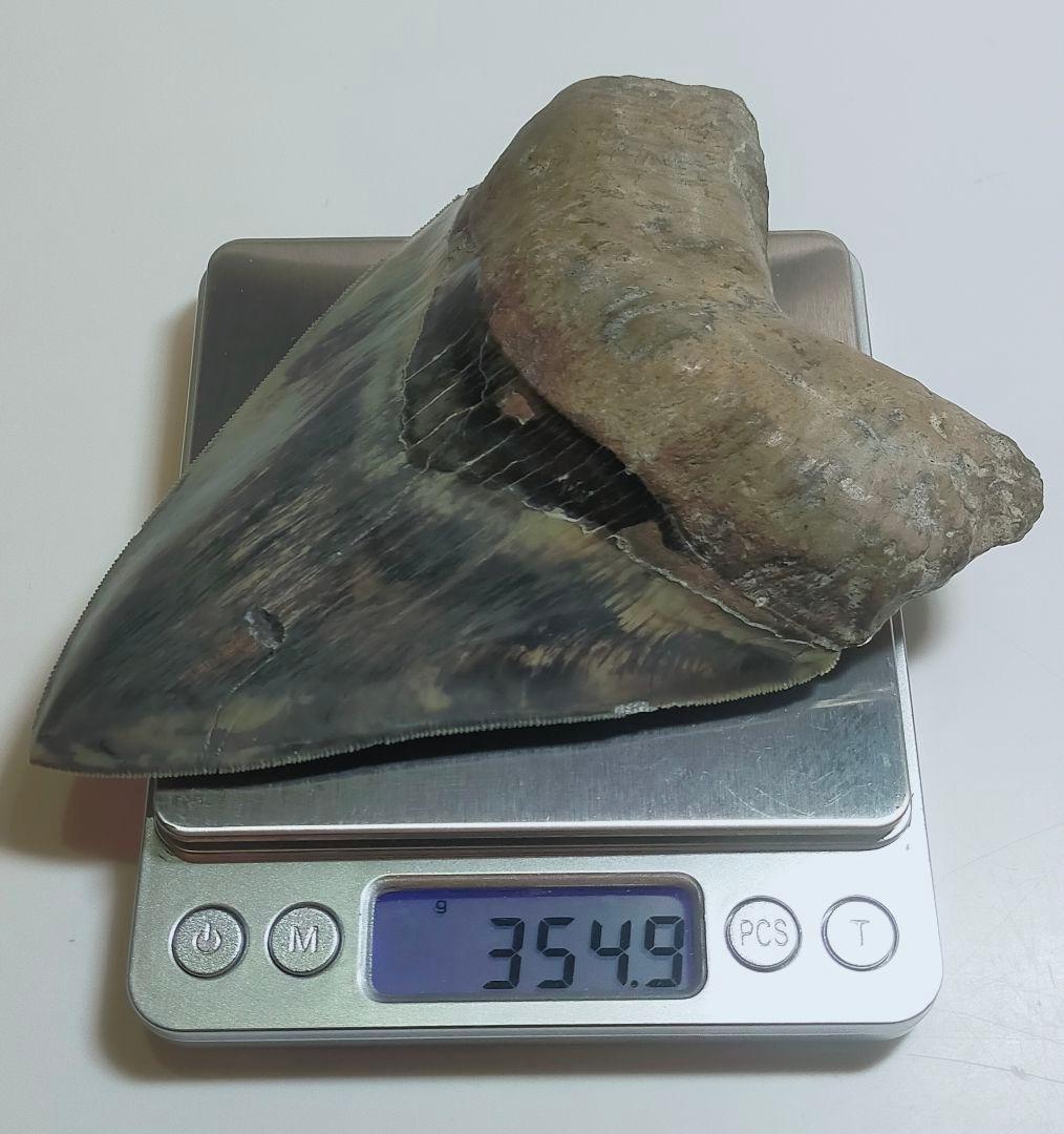 【希少：青色　大きめ：148mm】メガロドン　化石　標本　サメの歯　歯の化石