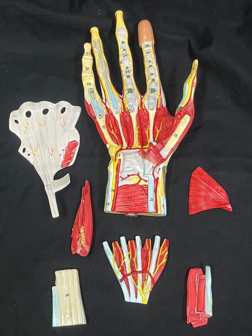 手　模型　筋肉模型 分解モデル　人体模型①
