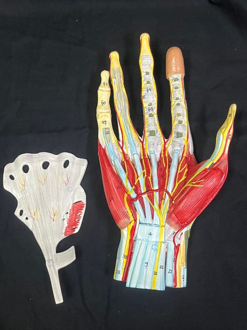 手　模型　筋肉模型 分解モデル　人体模型①