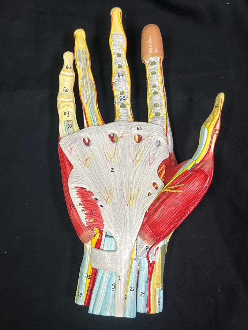 手　模型　筋肉模型 分解モデル　人体模型①